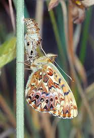 Attēlu rezultāti vaicājumam “Clossiana euphrosyne”