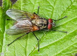 Attēlu rezultāti vaicājumam “Muscidae”