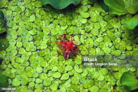 Attēlu rezultāti vaicājumam “Spirodela polyrhiza”