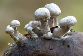 Attēlu rezultāti vaicājumam “Asterophora lycoperdoides”