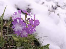 Attēlu rezultāti vaicājumam “Primula farinosa fruit”