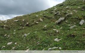 Attēlu rezultāti vaicājumam “Jungermannia sphaerocarpa”