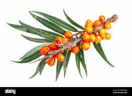 Attēlu rezultāti vaicājumam “Hippophae rhamnoides leaf”