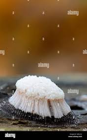 Attēlu rezultāti vaicājumam “Stemonitis axifera”