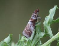 Attēlu rezultāti vaicājumam “Acrobasis advenella”
