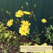 Attēlu rezultāti vaicājumam “Hieracium”