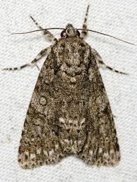 Attēlu rezultāti vaicājumam “Acronicta rumicis”