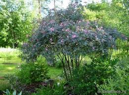 Attēlu rezultāti vaicājumam “Rosa glauca”