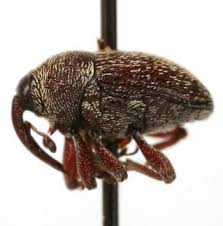 Attēlu rezultāti vaicājumam “Cydnidae”