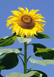 Image result for Helianthus annuus