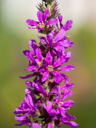 Image result for Blutweiderich