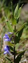 Attēlu rezultāti vaicājumam “Scutellaria galericulata leaf”