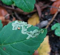 Attēlu rezultāti vaicājumam “Phytomyza minuscula”