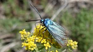 Attēlu rezultāti vaicājumam “Adscita statices”