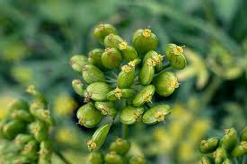 Attēlu rezultāti vaicājumam “Pastinaca sativa subsp. sylvestris fruit”