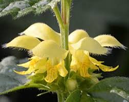 Attēlu rezultāti vaicājumam “Lamiastrum galeobdolon bud”