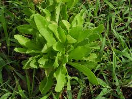 Image result for Gaillardia pulchella