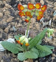 Attēlu rezultāti vaicājumam “Primula veris var. rubra”