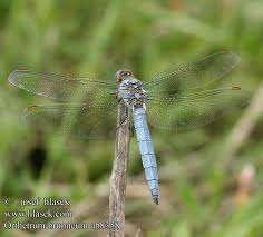 Attēlu rezultāti vaicājumam “Orthetrum brunneum”