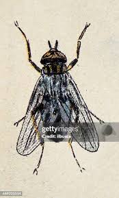 Attēlu rezultāti vaicājumam “Sarcophaga carnaria”