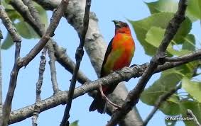 Image result for Piranga olivacea