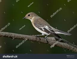 Image result for Ficedula albicollis