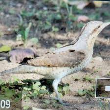 Attēlu rezultāti vaicājumam “Jynx torquilla adult”