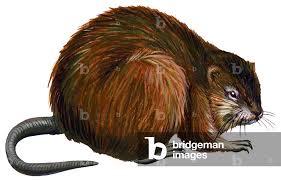 Attēlu rezultāti vaicājumam “Ondatra zibethicus”