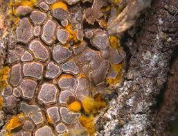 Attēlu rezultāti vaicājumam “Perichaena depressa”