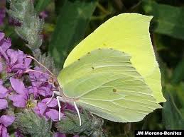 Attēlu rezultāti vaicājumam “Gonepteryx rhamni upperside”