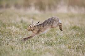 Attēlu rezultāti vaicājumam “Lepus europaeus adult”
