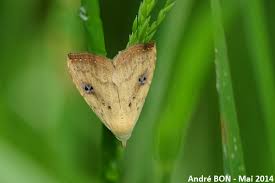 Attēlu rezultāti vaicājumam “Rivula sericealis”