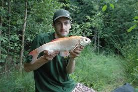 Attēlu rezultāti vaicājumam “Leuciscus idus”