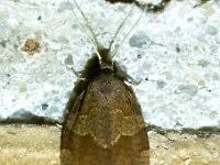 Attēlu rezultāti vaicājumam “Pandemis heparana”