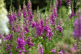 Attēlu rezultāti vaicājumam “Digitalis purpurea fruit”