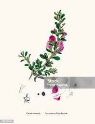 Attēlu rezultāti vaicājumam “Ononis arvensis leaf”