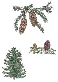 Attēlu rezultāti vaicājumam “Picea abies fruit”