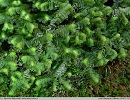 Attēlu rezultāti vaicājumam “Bazzania trilobata”