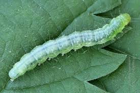 Attēlu rezultāti vaicājumam “Pleuroptya ruralis”