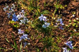 Attēlu rezultāti vaicājumam “Linum usitatissimum leaf”