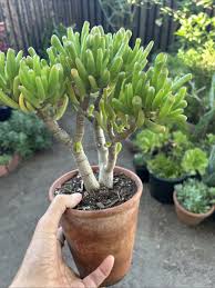 Image result for Crassula hobbit