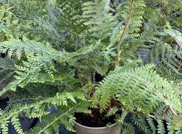 Attēlu rezultāti vaicājumam “Polystichum braunii”
