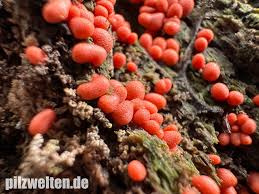 Attēlu rezultāti vaicājumam “Lycogala conicum macro”