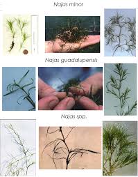 Attēlu rezultāti vaicājumam “Najas marina leaf”