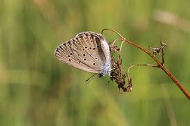 Attēlu rezultāti vaicājumam “Maculinea alcon upperside”
