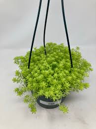 Image result for Sedum acre