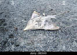 Image result for Amblyraja hyperborea