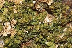 Attēlu rezultāti vaicājumam “Trilophozia quinquedentata”