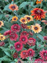 Attēlu rezultāti vaicājumam “Rudbeckia hirta var. hirta flower”