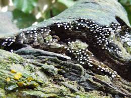 Attēlu rezultāti vaicājumam “Physarum murinum”